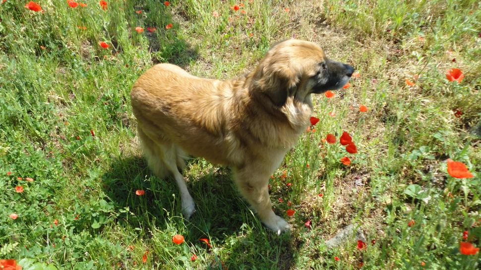  Veselý Dog Berni-Bac vo svojej záhrade