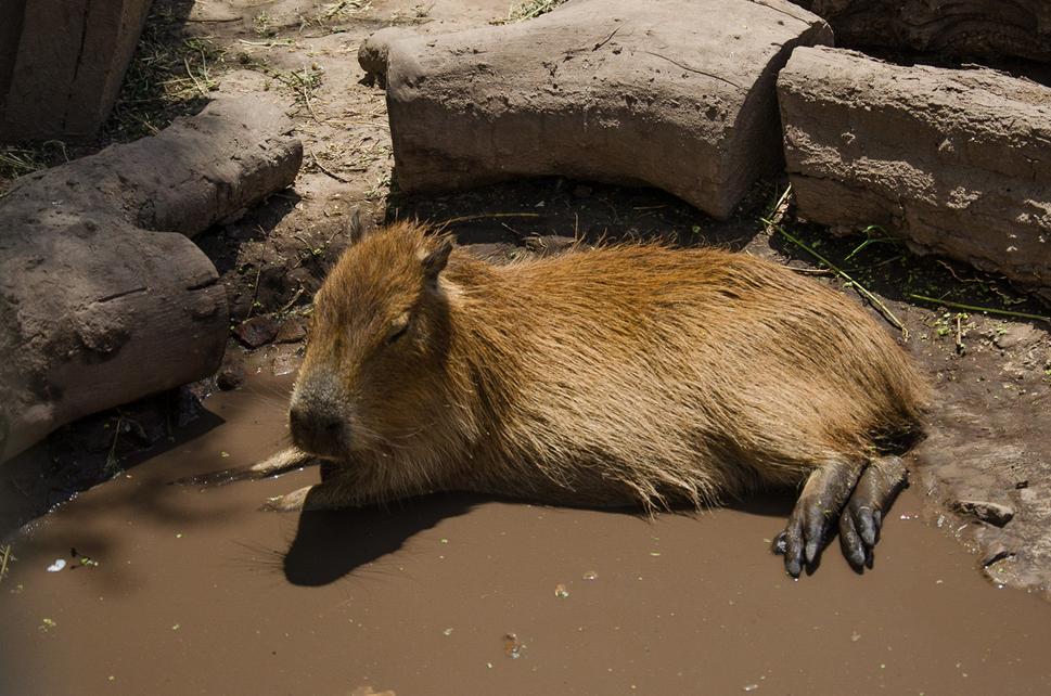 Kapybara sa po španielsky povie "carpincho".