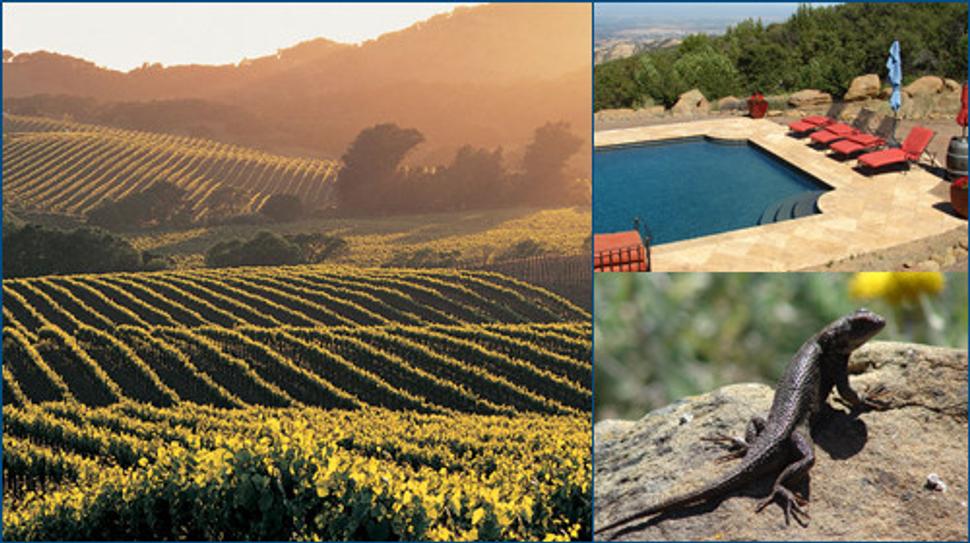 Napa Valley