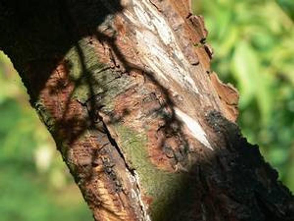 svetlo