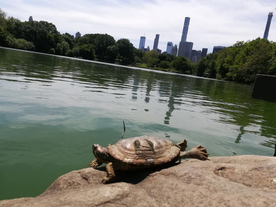 Central Park