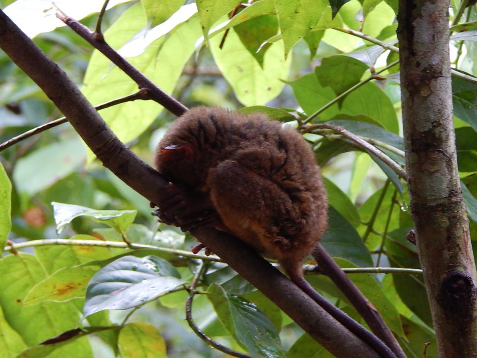 opička tarsier