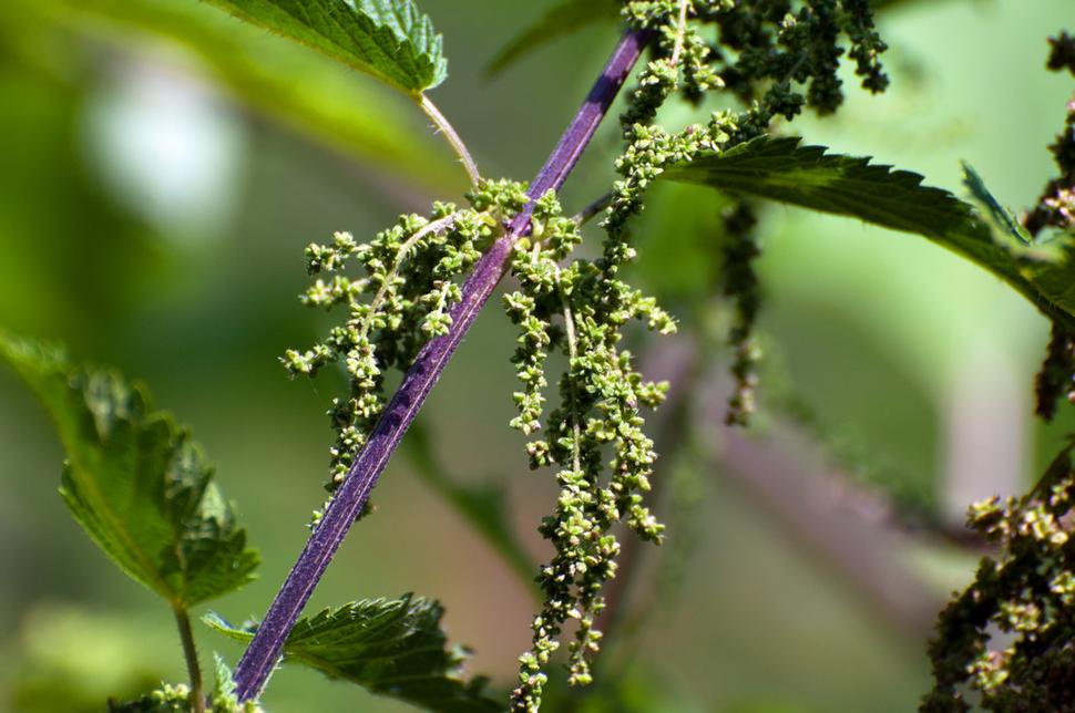 Pŕhľava dvojdomá (Urtica dioica)
