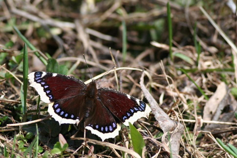 babôčka osiková