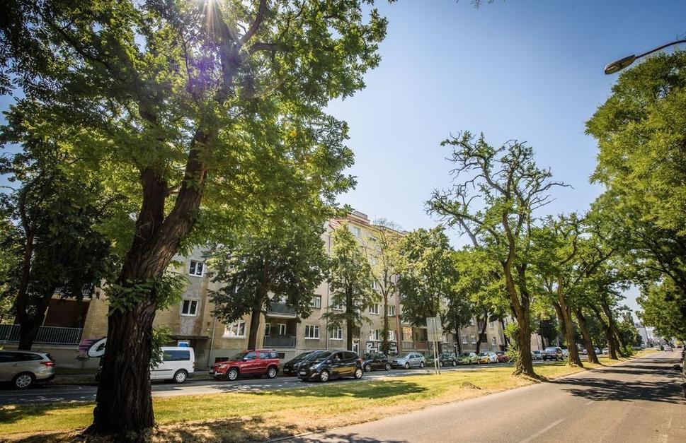 Mohutné vzrastlé stromy sa týčia až do výšky najvyšších poschodí okolitých bytových domov