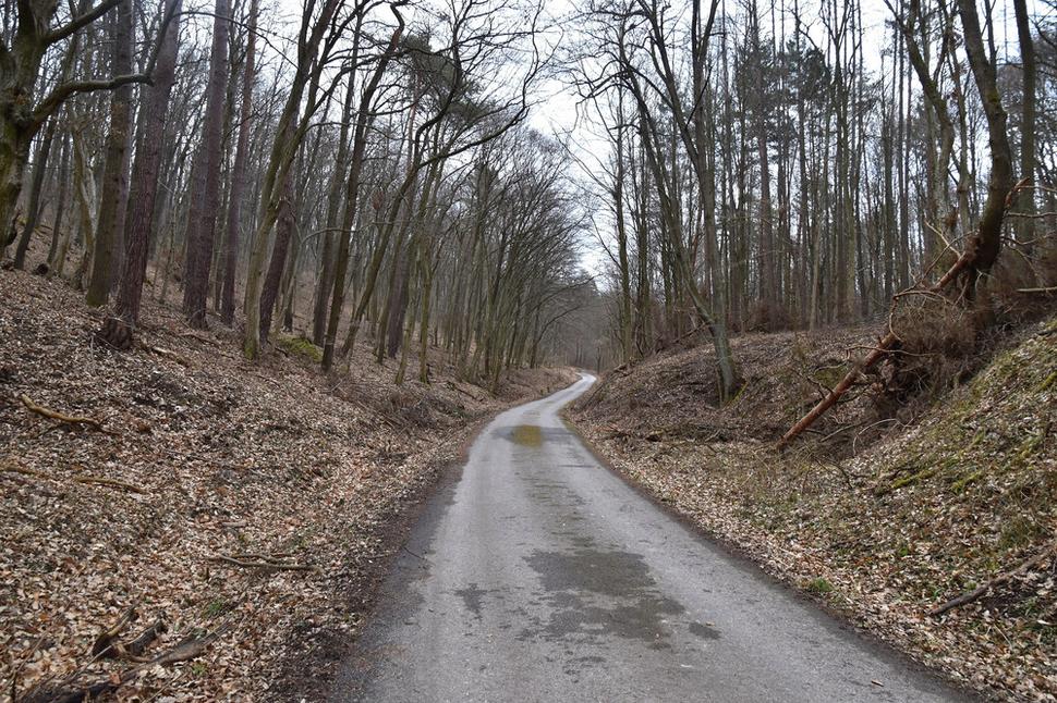 lesná cesta dolinou