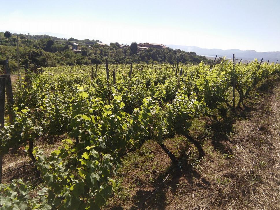 Vinica v Inle