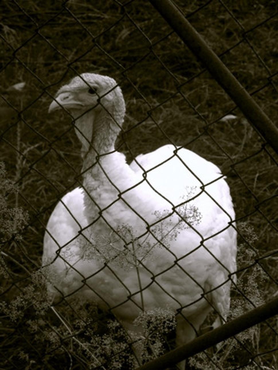 Obrázok blogu