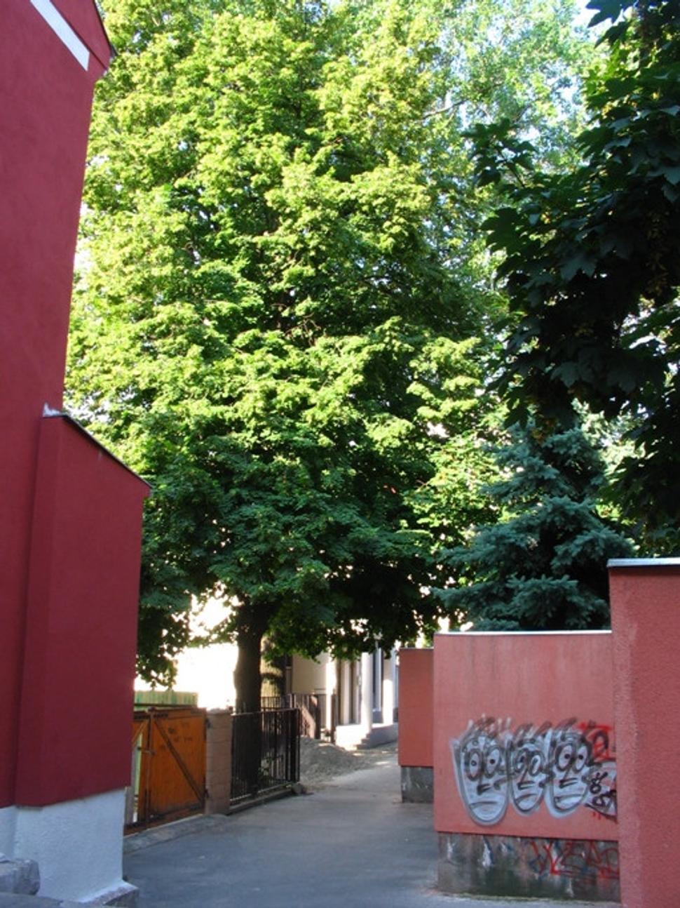 Obrázok blogu