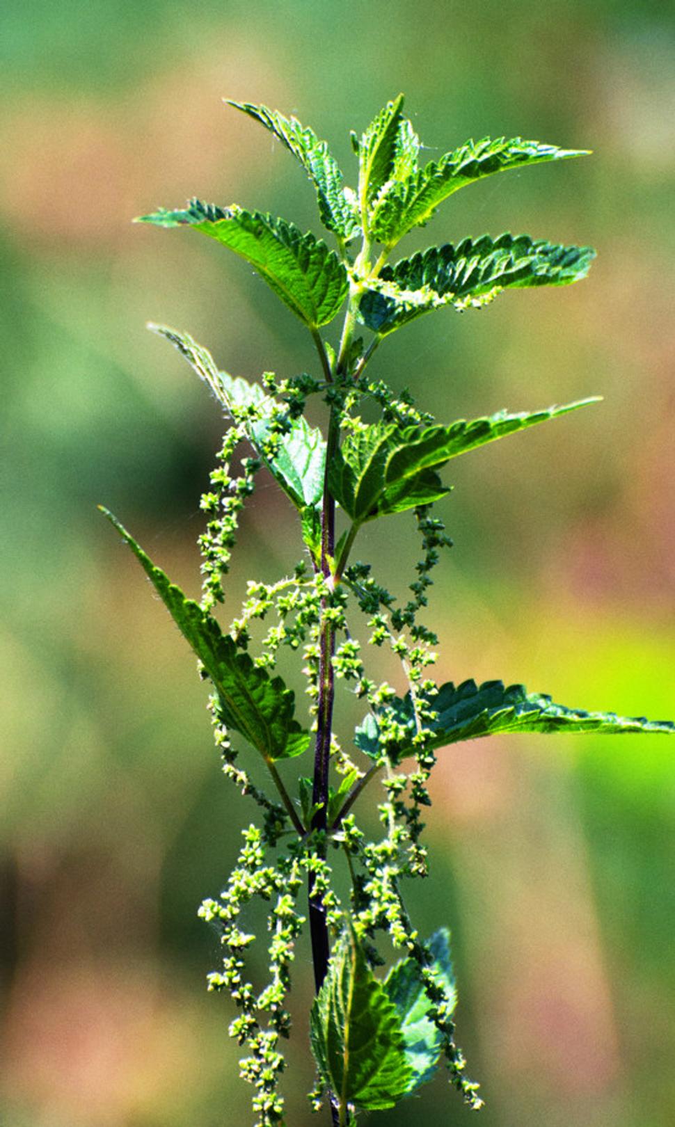 Pŕhľava dvojdomá (Urtica dioica)