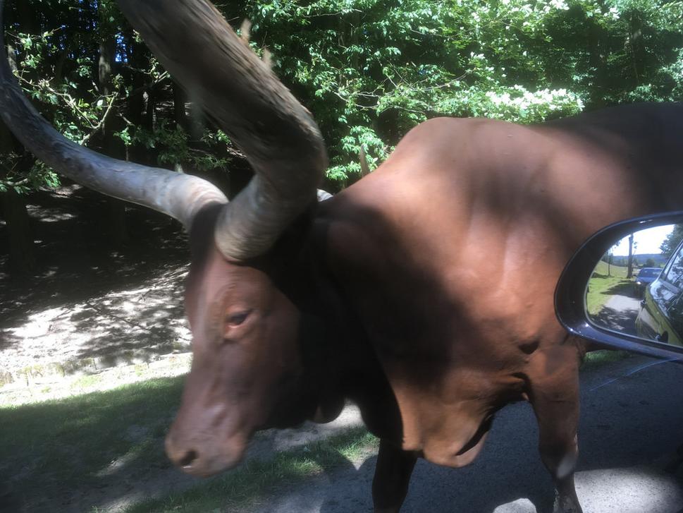 Iba sklo auta vas deli od obrovskych zvierat