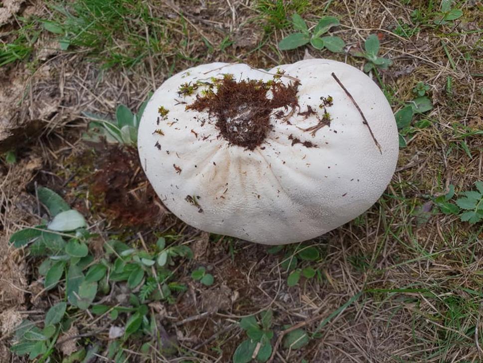 Keď som vatovec prevrátila, podobal sa mi na z ošátky čerstvo vybalený ovčí syr.