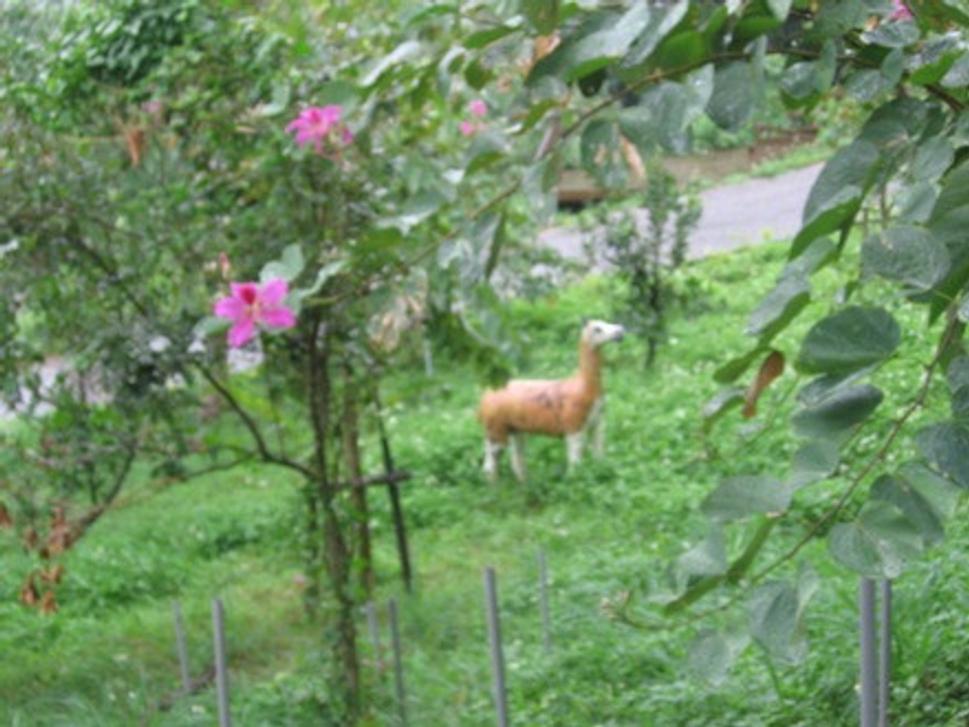 lama