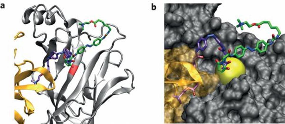 Kontrola geneticky modifikovaných neurónových nikotínových receptorov acetylcholínu