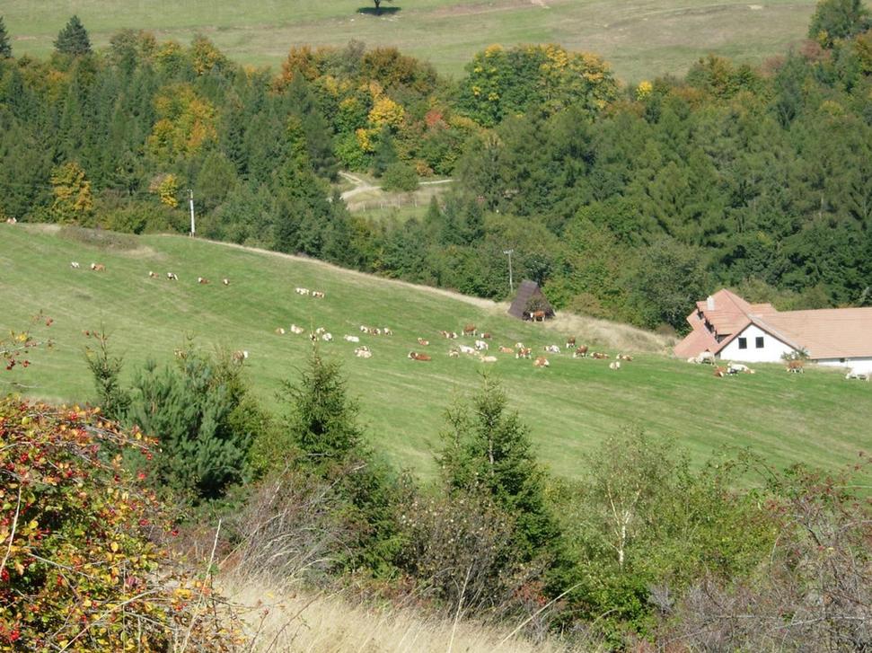 Obrázok blogu