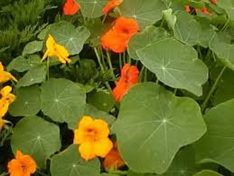 Obrázok blogu