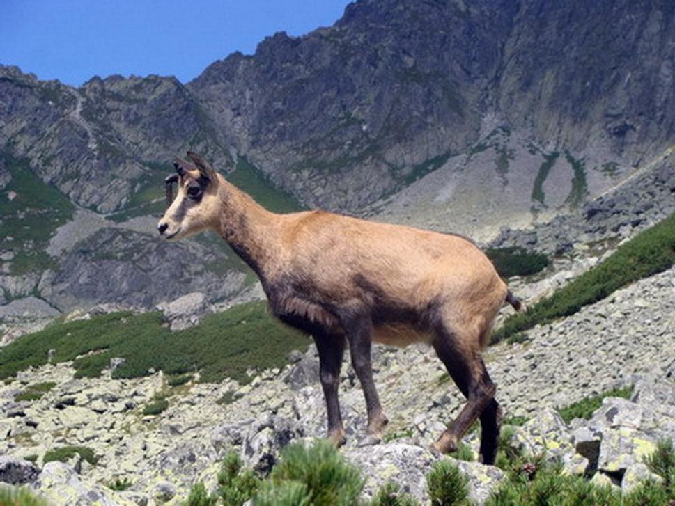 kamzík