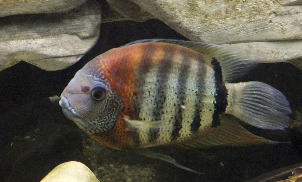 Jedna z krásne sfarbených rýb, o ktorých však na webe zoo nenájdete ani zmienku