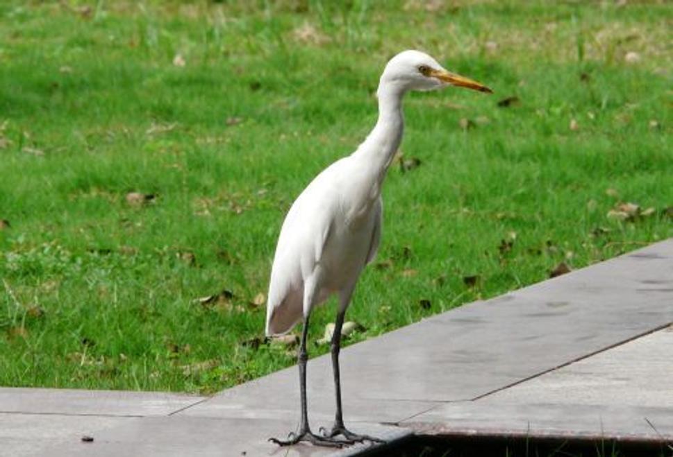 Obrázok blogu