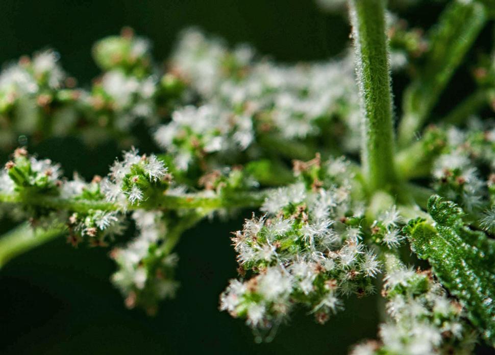 Pŕhľava dvojdomá (Urtica dioica)