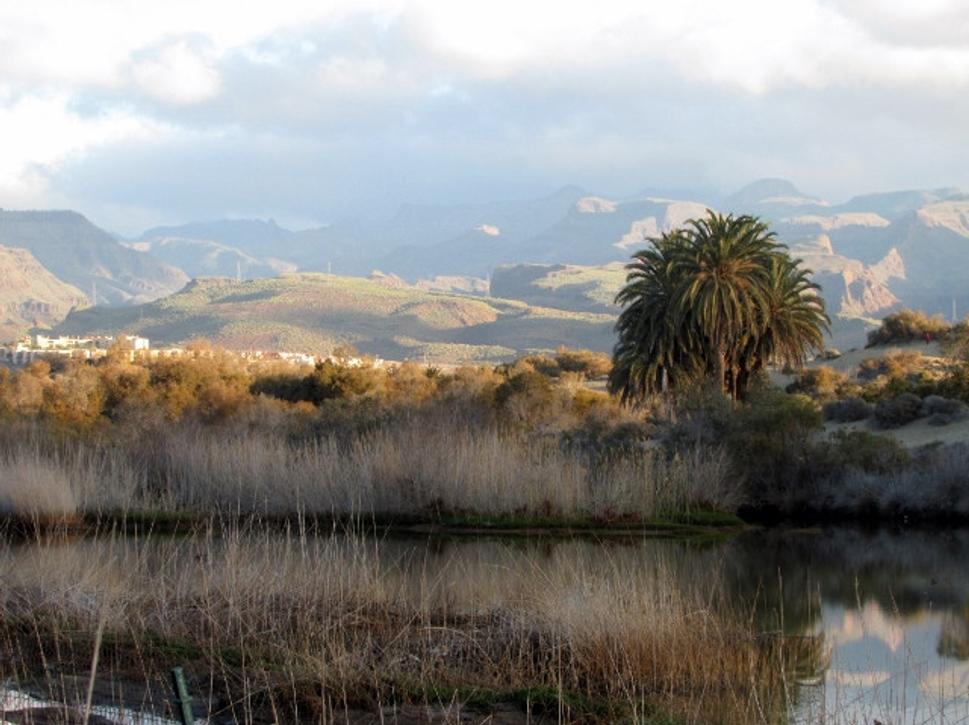 Maspalomas countryside