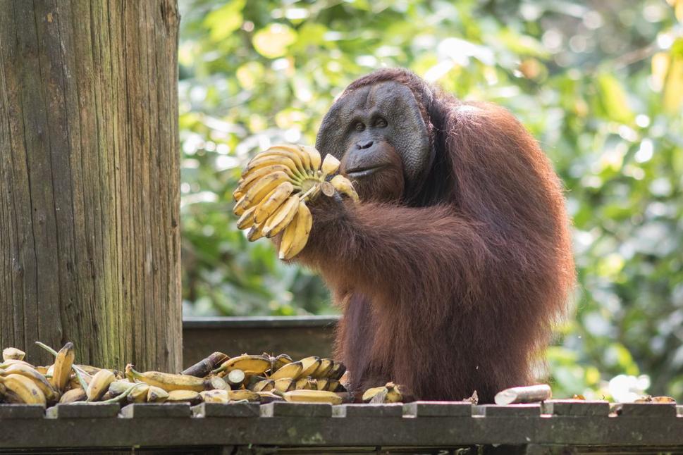 Sepilok Orangutan Rehabilitation Centre - Od začiatku bolo jasné, kto je tu najvačšia alfa a kto si bude vyberať naj banány :P