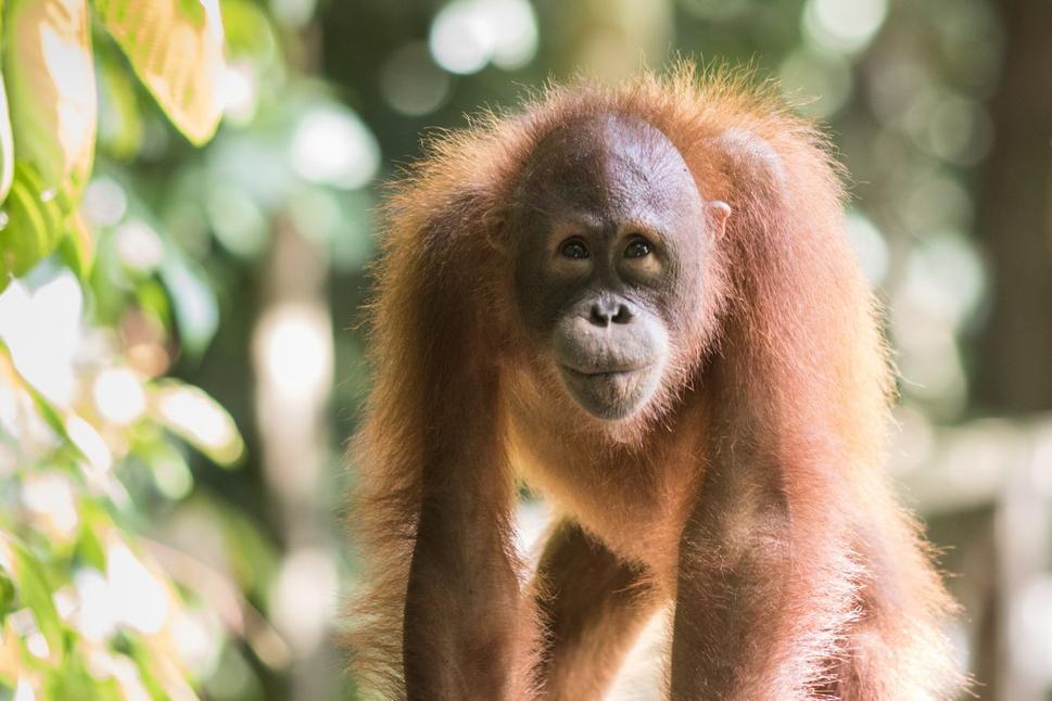 Sepilok Orangutan Rehabilitation Centre - opičky sa miestami prechádzajú po zábradlí len kúsok od nás