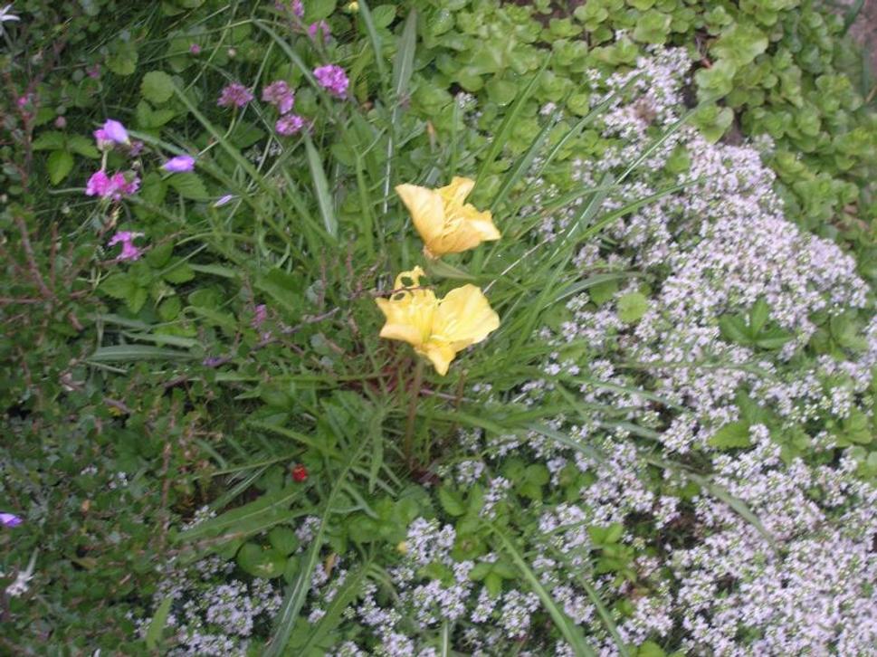 Oenothera missouriensis