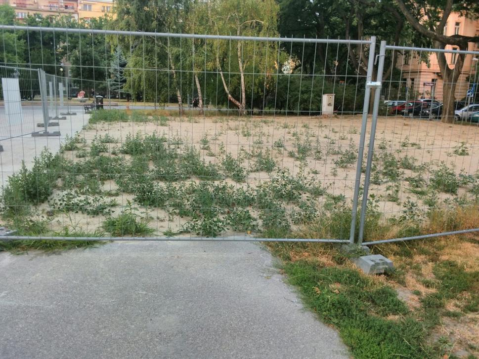 Zelené Staré Mesto, asfalt nahradili takéto prekrásne lúčne kvietky.