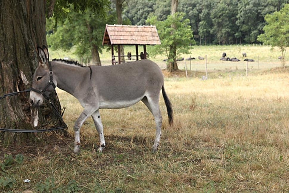 Obrázok blogu