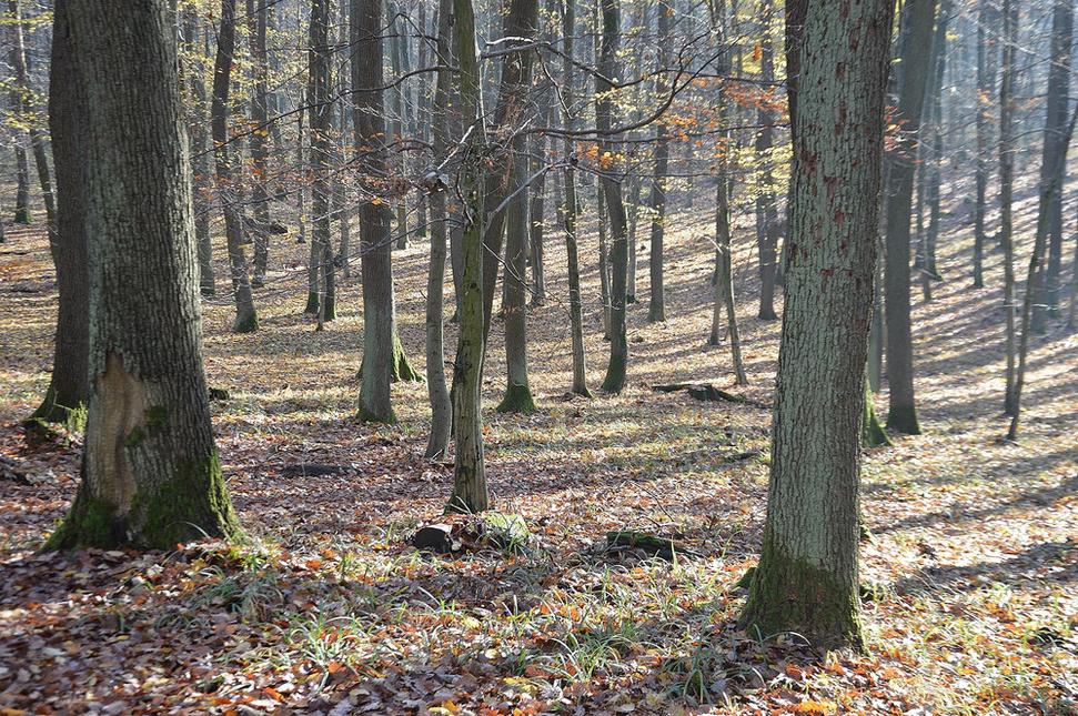 cesta lesom