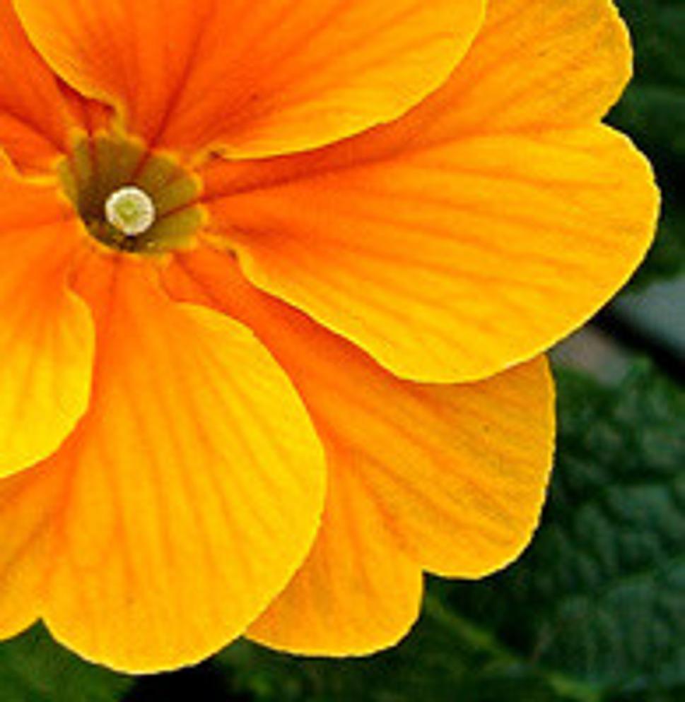Primula