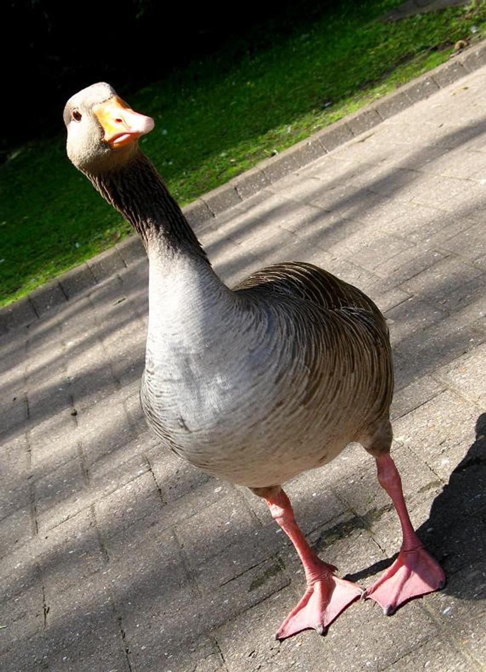 Obrázok blogu