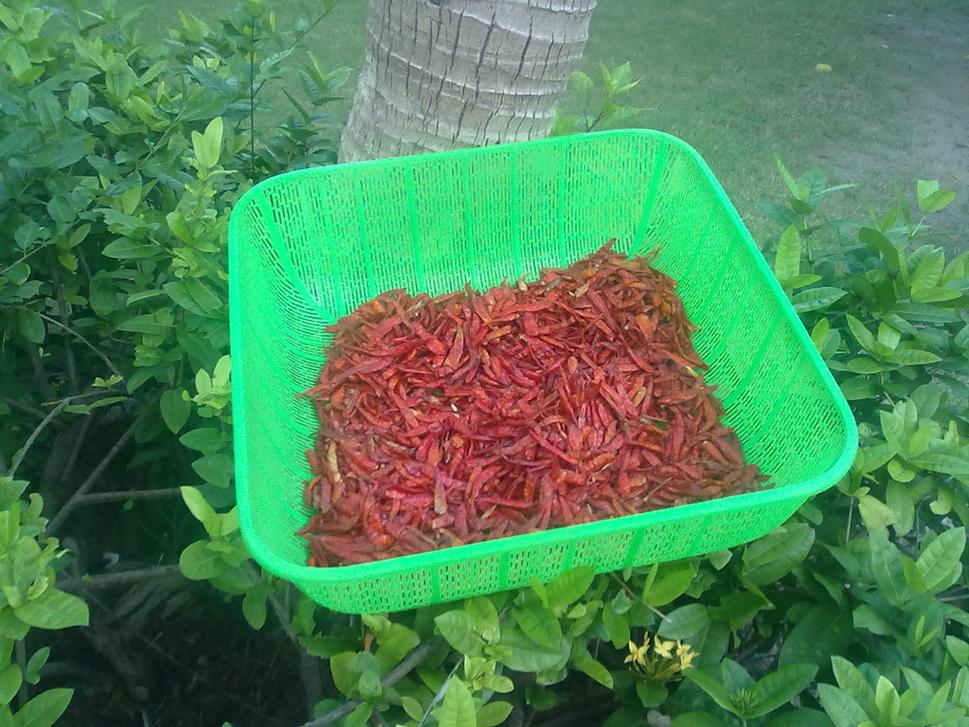 Každý deň mi na kríčku pred bungalowom sušili chili