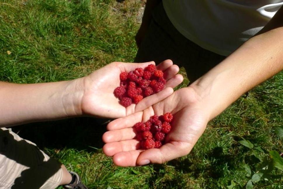 Maliny