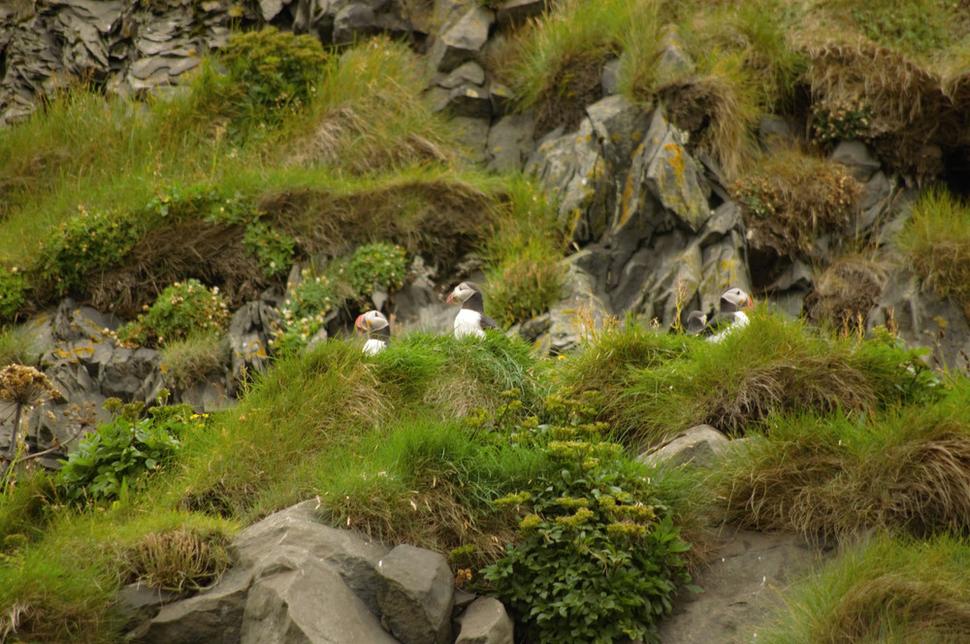 Puffins