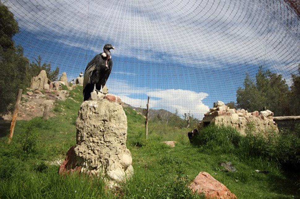 Kondor - Zoo La Paz