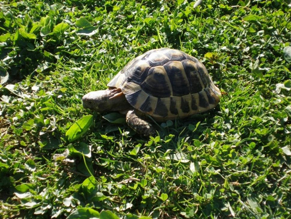 Obrázok blogu