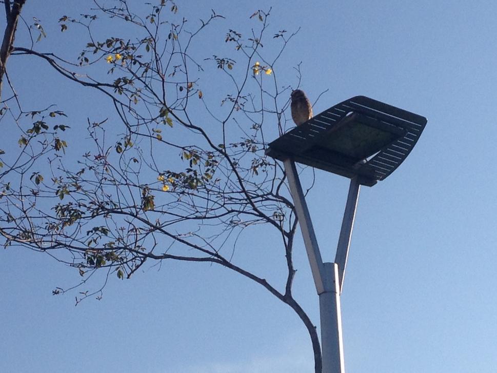 Túto solárnu lampu si pochvaľovala aj múdra sova