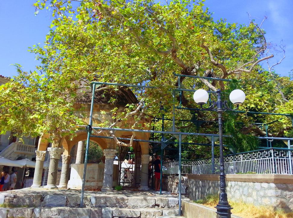 Hippokratov platan (mesto Kos)