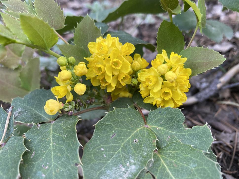 Na záver mahónia plazivá (Mahonia repens).