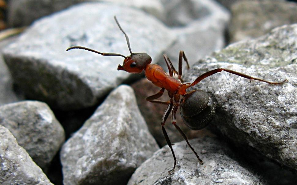 Mravec hôrny (Formica rufa)