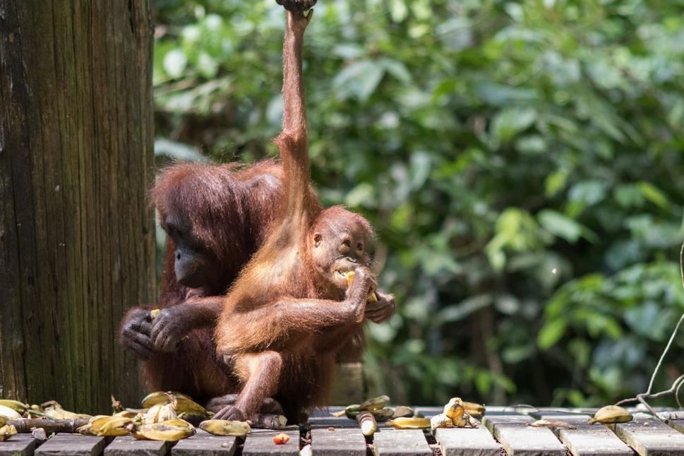 Sepilok Orangutan Rehabilitation Centre - malé opičky boli najzábavnejšie