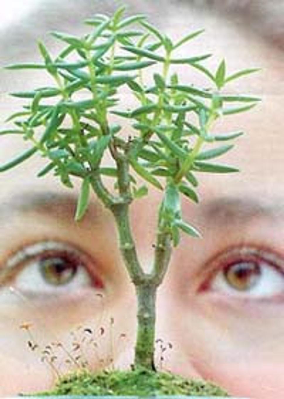 Obrázok blogu