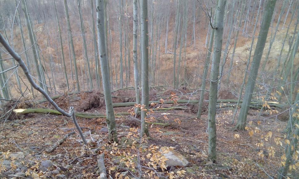 Buky poškodené vetrom (vývraty)