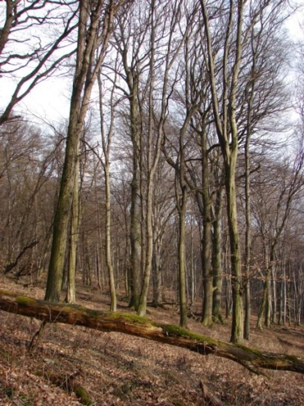 Obrázok blogu