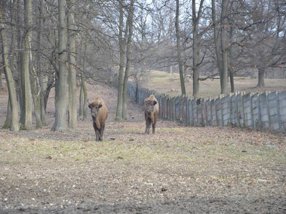 posledný oneskorenci na kŕmenie