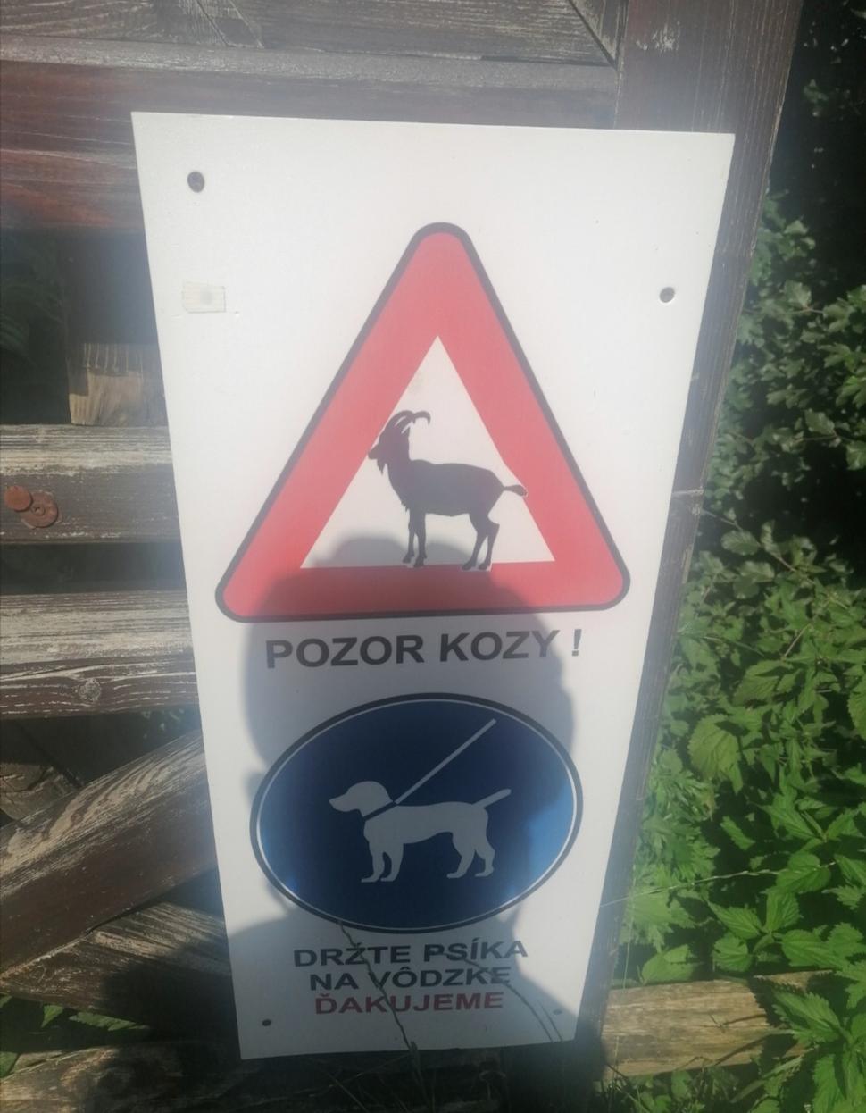 keď bola beštyja ešte šteňa, mal som predstavu, že bude behať so mnou pri bicykli. Horkýže slíže. Bicykel (a rovnako v zime bežky) psisko považoval za niečo, čo mi ubližuje a len trhať a trhať...