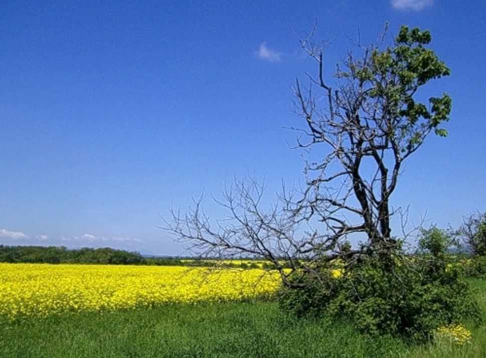 Obrázok blogu