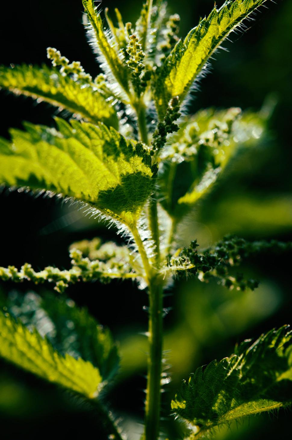 Pŕhľava dvojdomá (Urtica dioica)